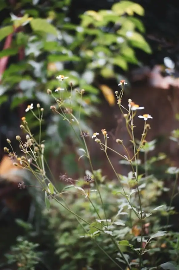 Désherbage Naturel au Vinaigre