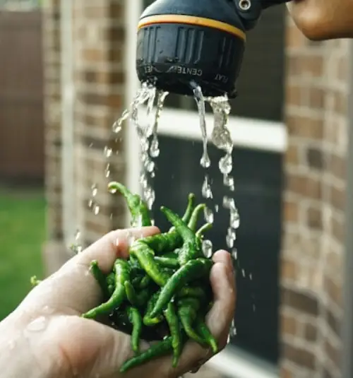 Pulvérisateur Jardin 3L